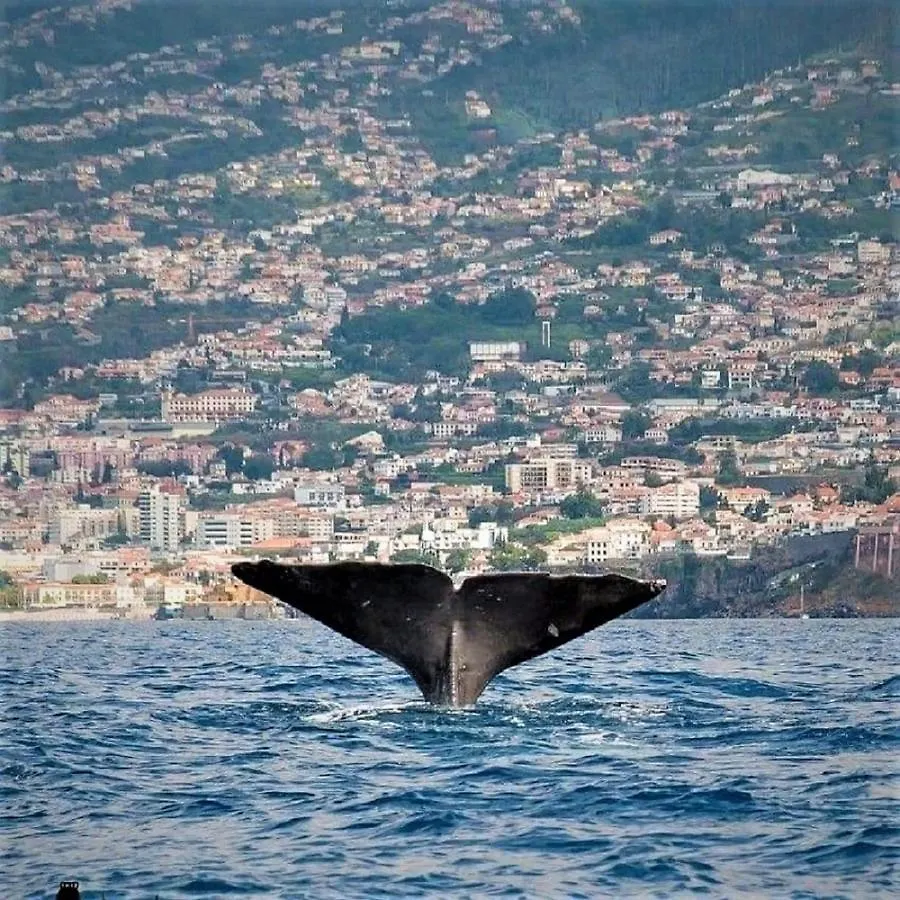 O Cantinho Do Ze Funchal Apartman
