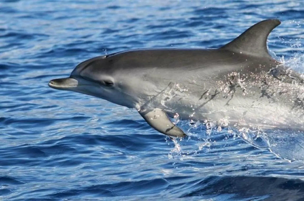 O Cantinho Do Ze Funchal Portugália